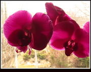 27th Apr 2015 - Orchid in the Window