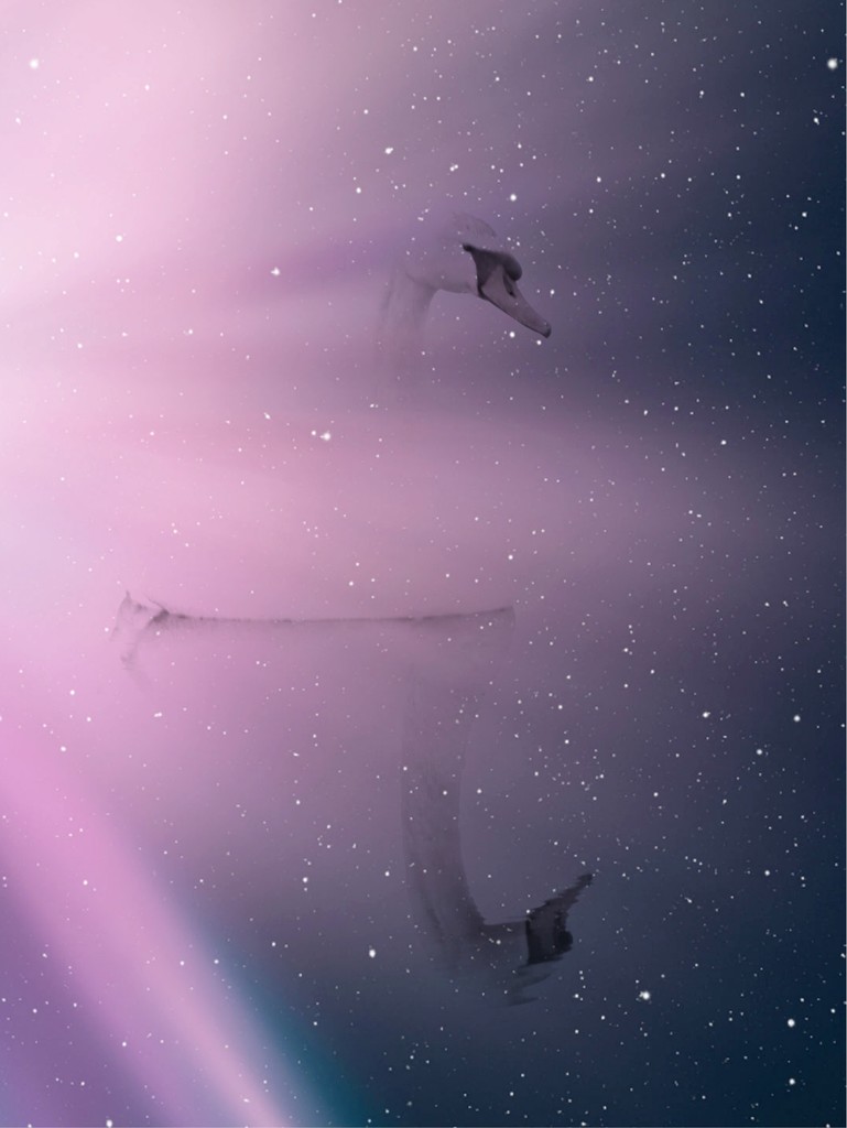 Cygnus  by juliedduncan