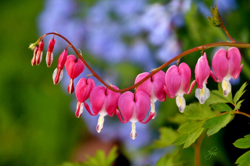 Bleeding Heart With Bluebell Background by lynnz