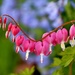 Bleeding Heart With Bluebell Background by lynnz