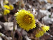 27th Apr 2015 - Little Yellow Wildflowers