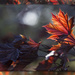 Maple Leaf Aglow by lyndemc