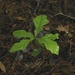 Oak seedling by thewatersphotos