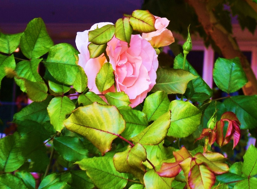 Pretty Pink Rose. by happysnaps