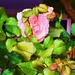 Pretty Pink Rose. by happysnaps