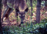 28th Apr 2015 - Deer at Dusk
