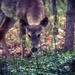 Deer at Dusk by mzzhope