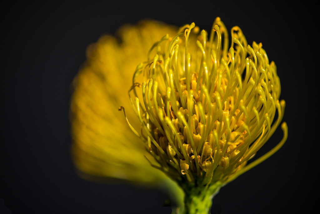 Spiky Yellow Flower by taffy