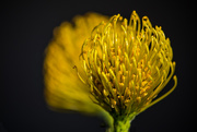27th Apr 2015 - Spiky Yellow Flower