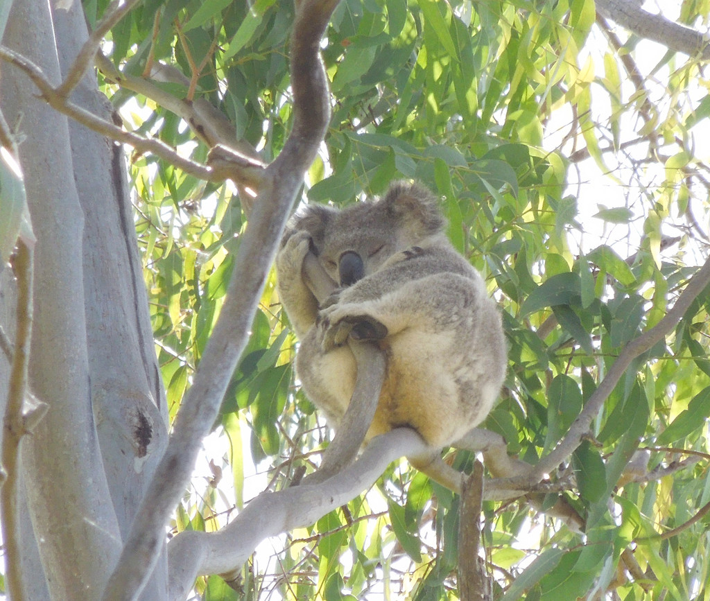 Sleepytime bliss by koalagardens