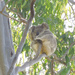 Sleepytime bliss by koalagardens