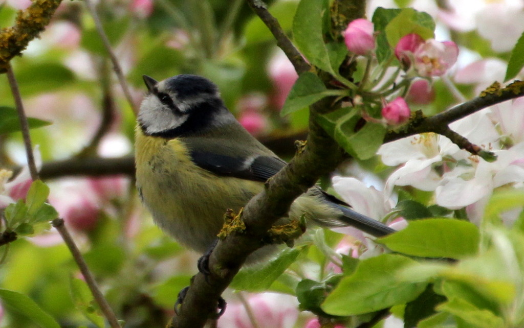 Blue-tit in the apple tree by busylady