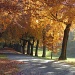 Autumn leaves ( Eva Cassidy) by miranda