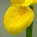 Detail of iris, Magnolia Gardens, Charleston, SC by congaree