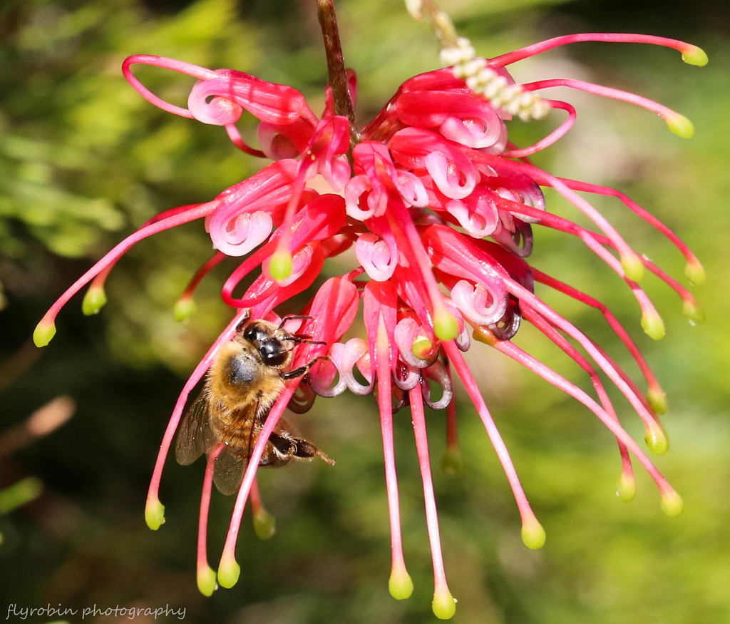 Bee climbing by flyrobin