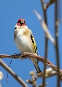 28th Apr 2015 - Goldfinch 