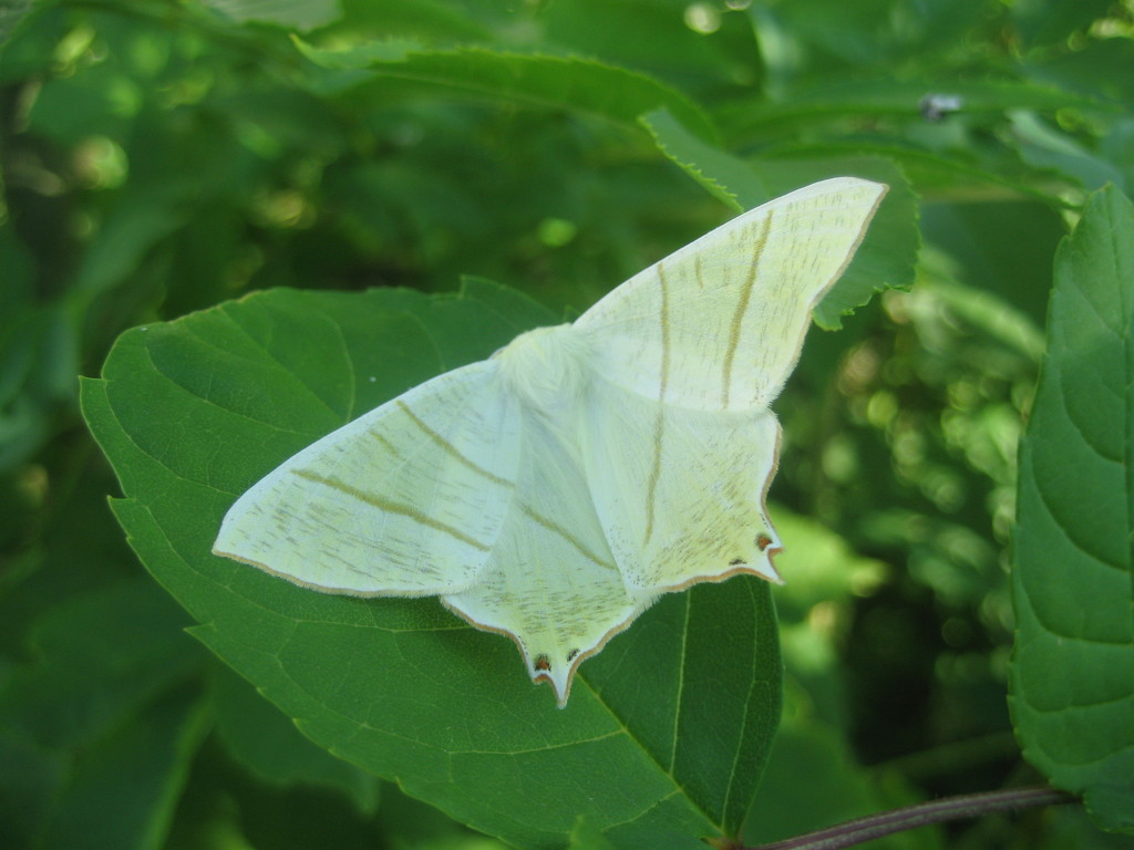 Swallow tailed moth  by steveandkerry