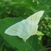 Swallow tailed moth  by steveandkerry