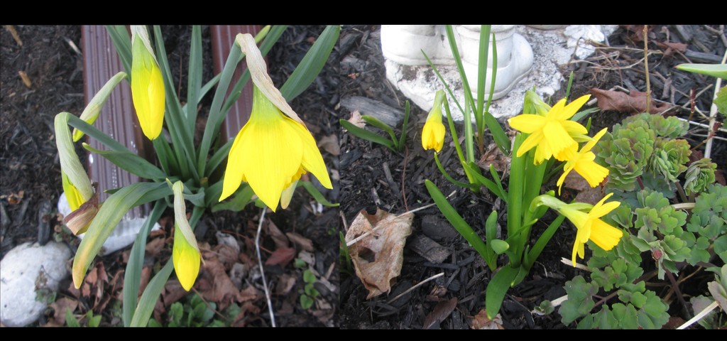 My first daffodils by bruni