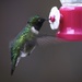 First Ruby Throated Hummingbird of the season by berelaxed