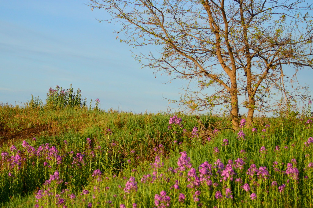 Wild Phlox by kareenking