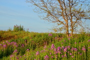 28th Apr 2015 - Wild Phlox