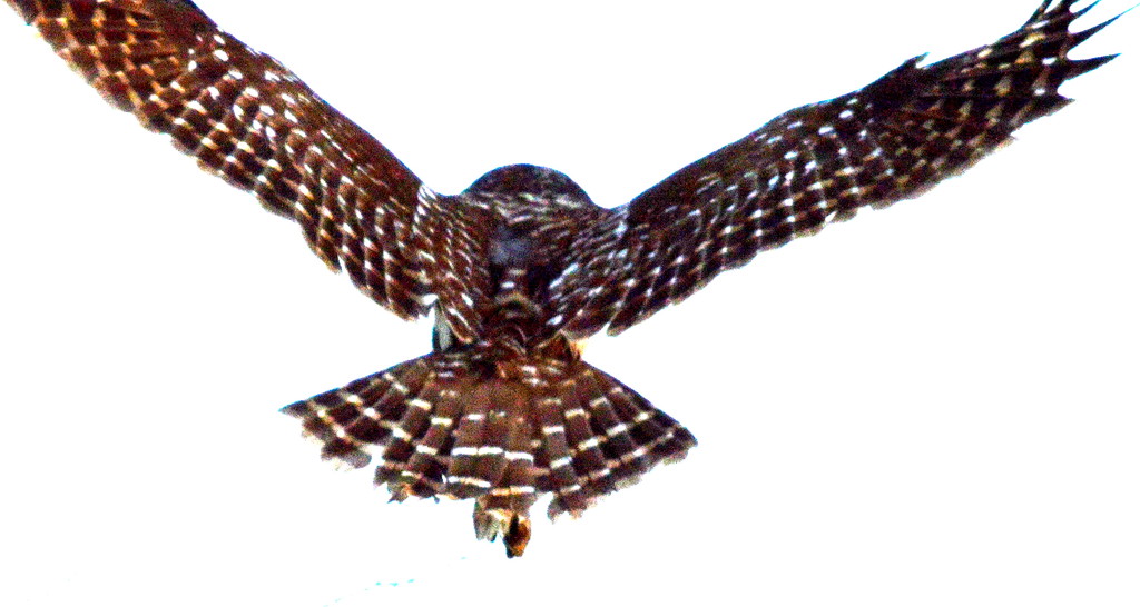 Backside of a Barred Owl by kareenking