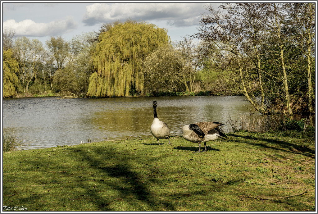 2 Canada Geese by pcoulson