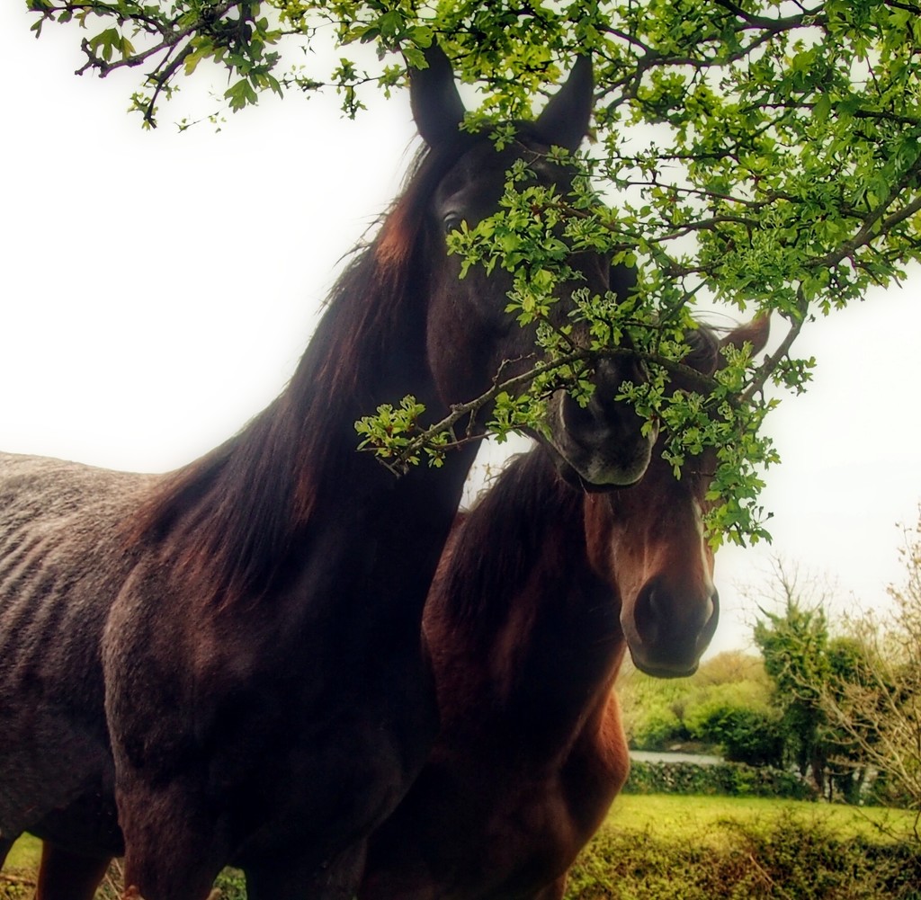 Shy horses refuse to pose.... by jack4john