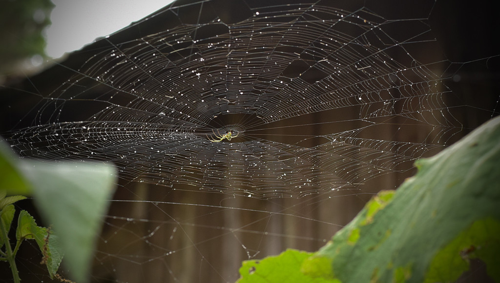 Spiderweb by rickster549