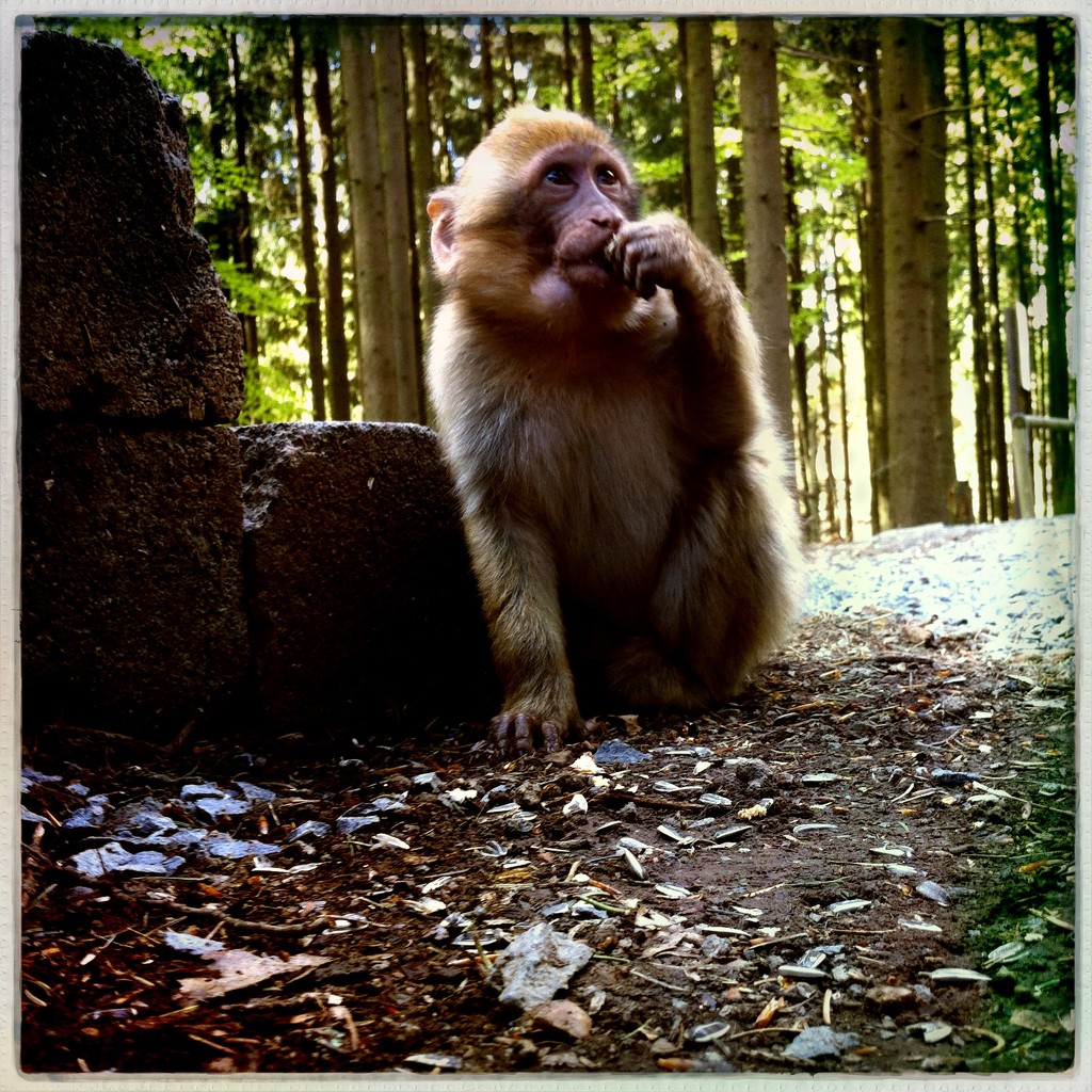 Baby Barbary Macaque by mastermek