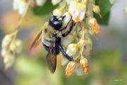 28th Apr 2015 - Eastern Carpenter Bee