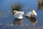 25th Apr 2015 - swans at Minsmere