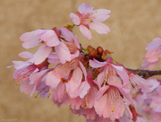 26th Mar 2015 - “Autumn flowering cherry”
