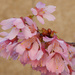 “Autumn flowering cherry” by rhoing
