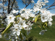 28th Apr 2015 - White Blossoms on an Ornamental Pear Tree