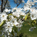 White Blossoms on an Ornamental Pear Tree by rminer