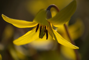 26th Apr 2015 - Dogtooth Violet