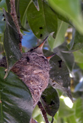 27th Apr 2015 - Hummingbird Babies