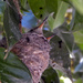 Hummingbird Babies by Weezilou