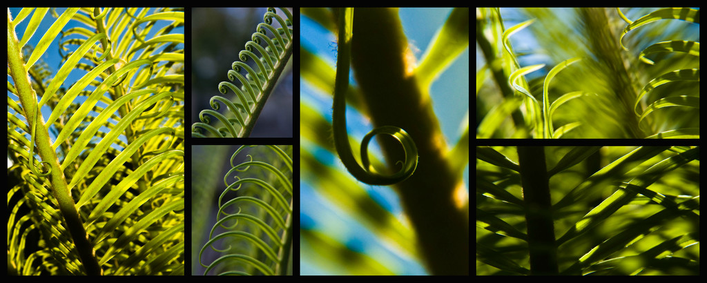 The Undeniable Beauty of the Cycad by annied