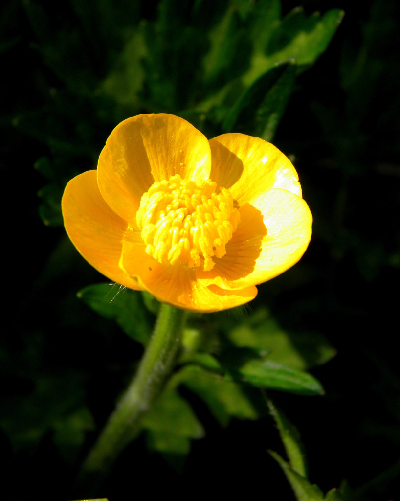 Buttercup by daisymiller