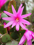 27th Mar 2015 - Easter cactus (I think)