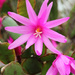 Easter cactus (I think) by rhoing