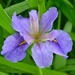 Iris, Magnolia Gardens, Charleston, SC by congaree