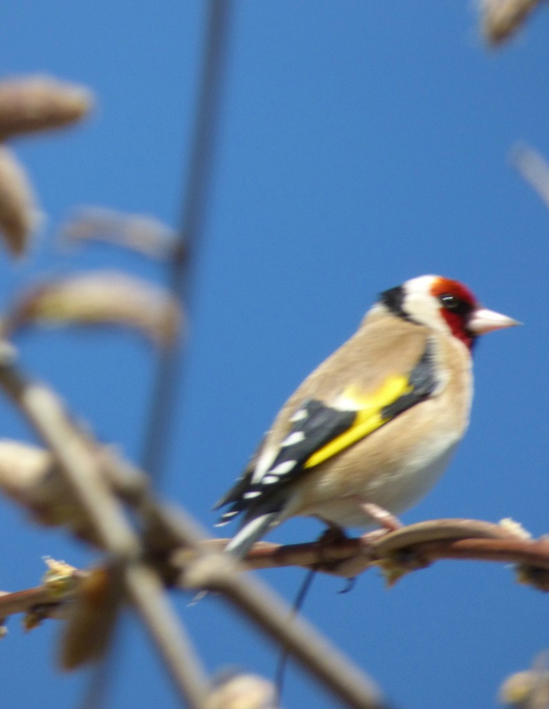 Goldfinch 2  by beryl