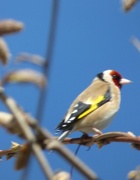 29th Apr 2015 - Goldfinch 2 