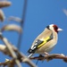 Goldfinch 2  by beryl