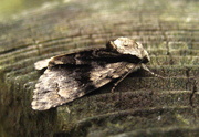 4th Jun 2014 - Alder moth 7