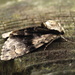 Alder moth 7 by steveandkerry